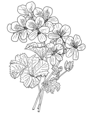 Герань бегония фиалка