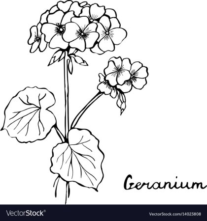 Комнатные цветы герань, бегония,