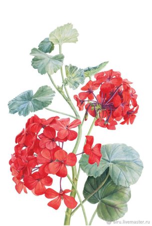 Пеларгония зональная строение