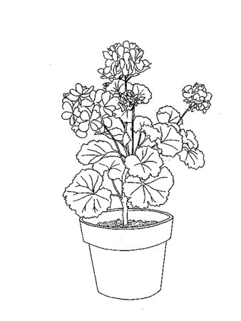 Комнатные растения для детей герань