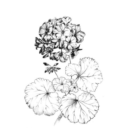 Цветы в горшках