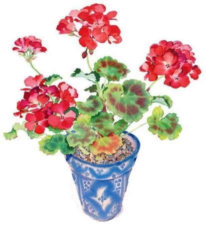 Герань рисунок карандашом