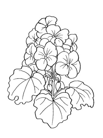 Пеларгония зональная рисунок