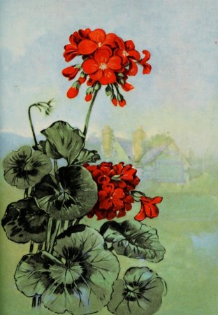 Рисование герани