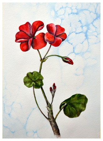 Герань раскраска для детей