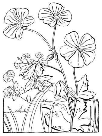 Раскраска комнатные растения в горшках