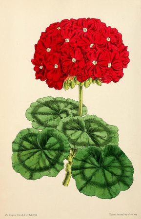 Цветок в горшке мультяшный