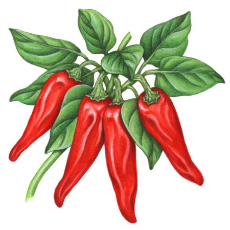 Перец Горький болгарский