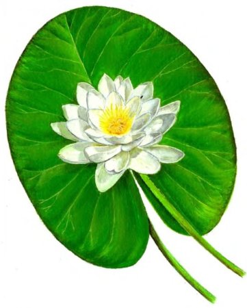 Кувшинка белая