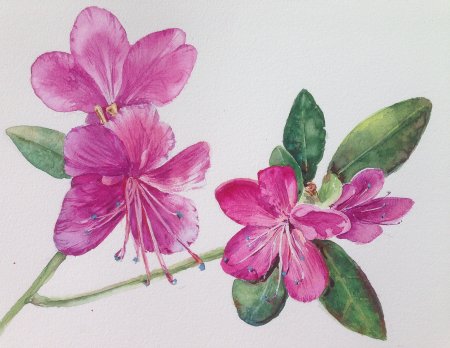 Рододендрон багульник акварель