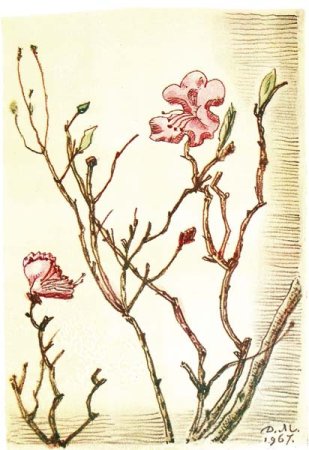 Багульник эскиз