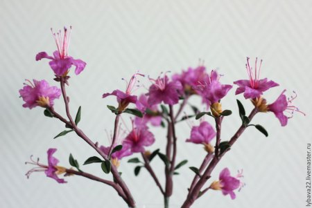 Багульник атлас Botanical