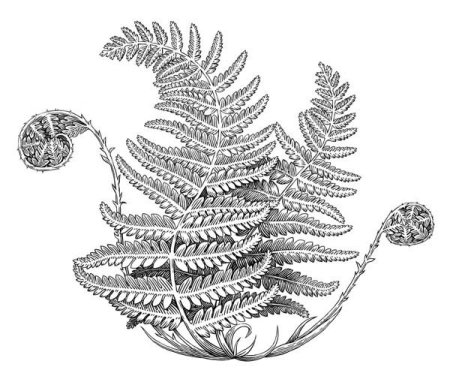 Папоротник страусник рисунок