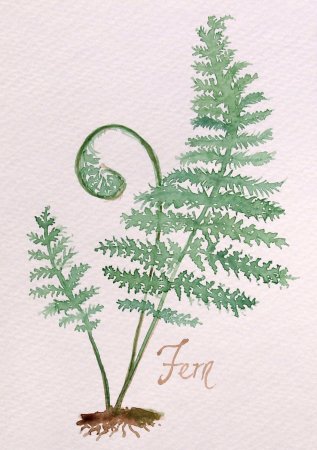 Папоротник рисунок легко