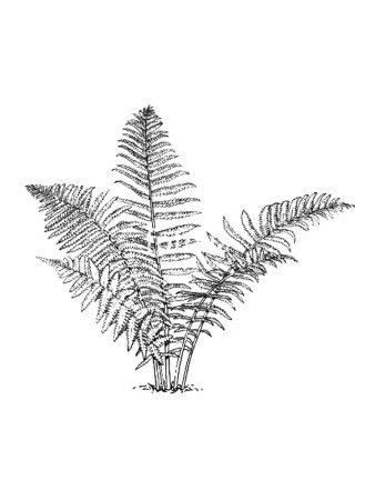Папоротник страусник рисунок