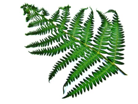 Папоротник картинка для детей