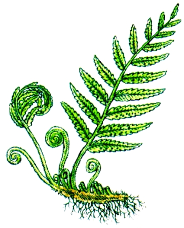 Папоротник Щитовник мужской биология