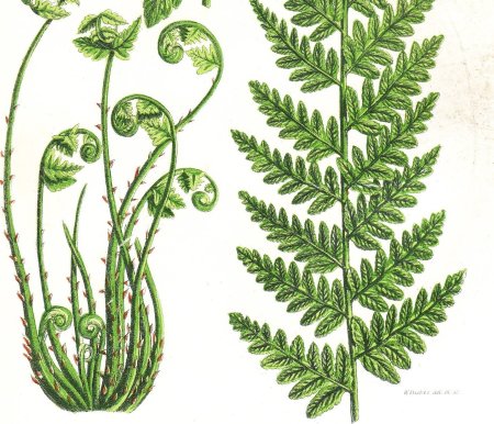 Орляк обыкновенный ботаника