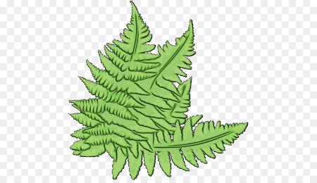 Папоротник для детей