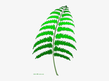 Папоротник рисунок