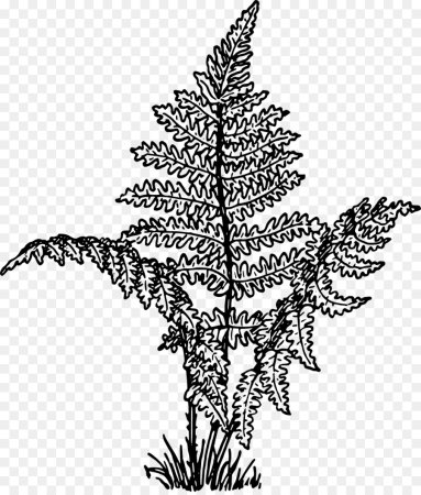 Папоротник чб