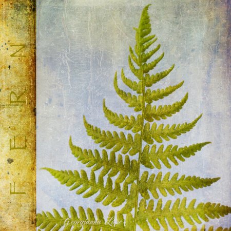 Папоротник Геншин