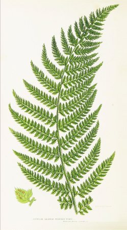 Лист папоротника