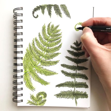 Папоротник карандашом