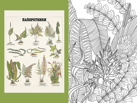Папоротник рисунок