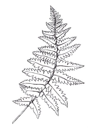 Папоротник карандашом