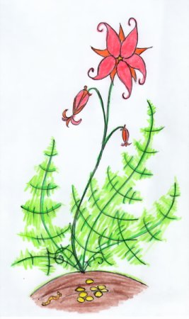 Рисунок цветущего папоротника