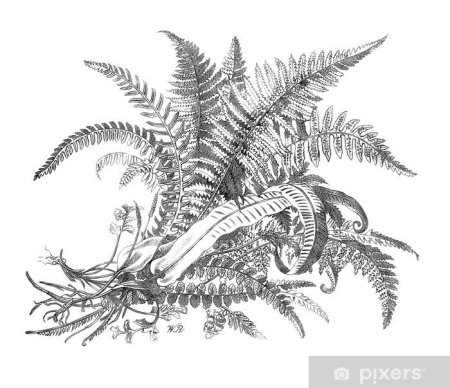 Лист папоротника гравюра