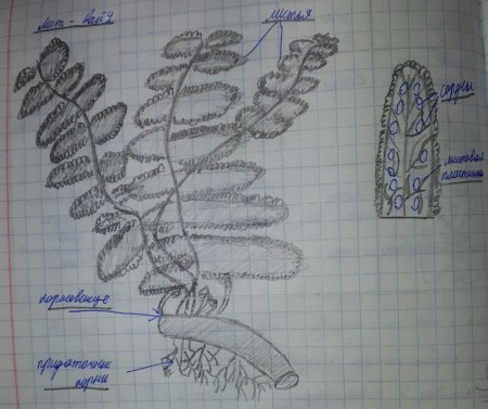 Папоротник рисунок пошагово