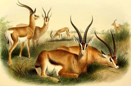 Антилопа для детей