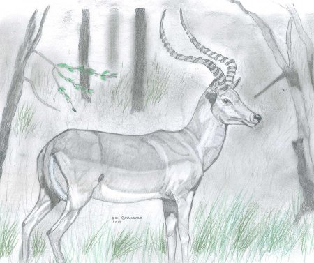 Антилопа раскраска для детей