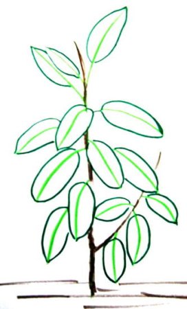 Цветок фикус Бенджамина рисунок