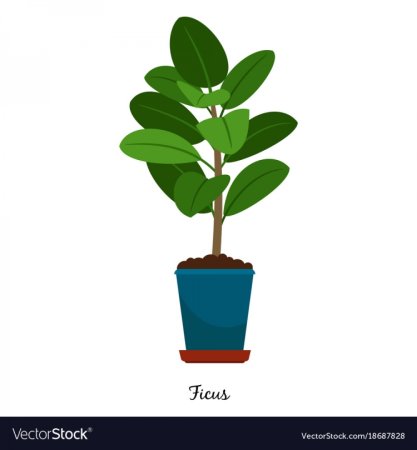 Фикус картинка для детей