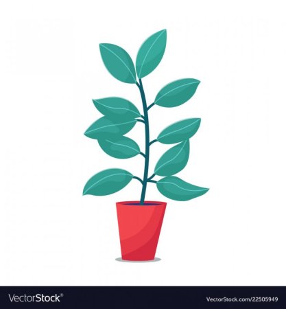 Рисование в детском саду фикус