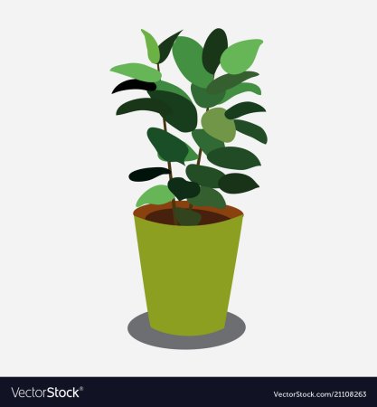 Фикус в горшке для детей