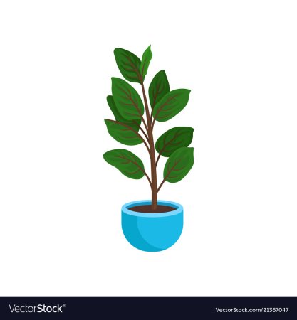 Фикус в горшке вектор