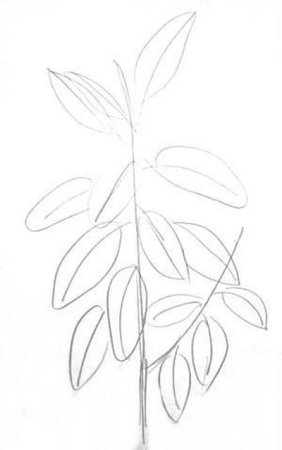 Фикус каучуконосный раскраска