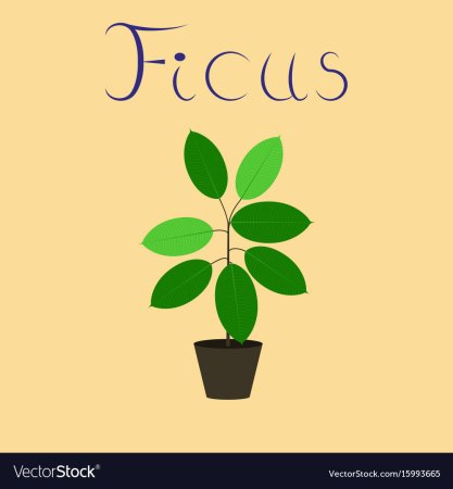 Фикус мультяшный