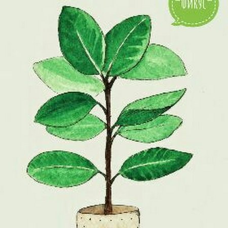 Фикус рисунок для детей