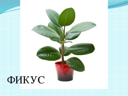 Фикус карточка