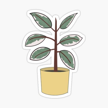 Фикус вектор