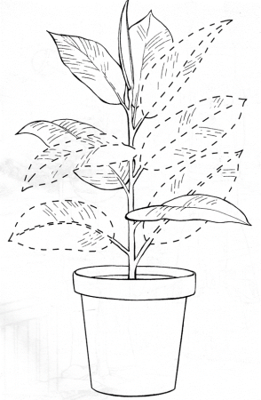 Фикус раскраска для детей