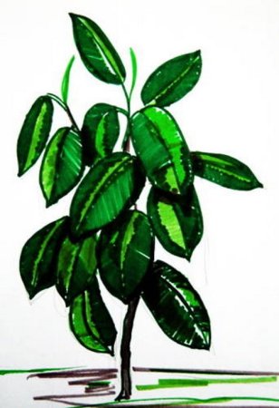 Фикус в горшке рисунок
