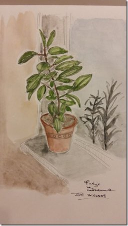 Фикус рисунок