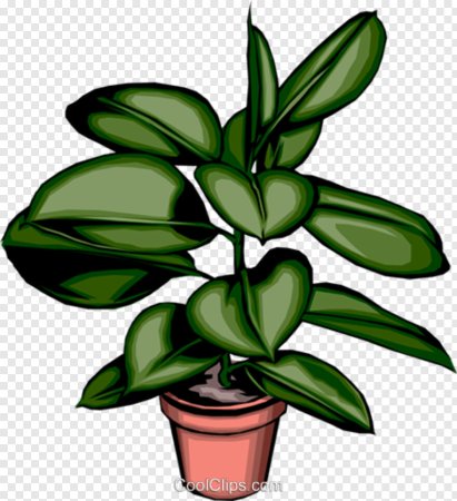 Фикус мультяшный