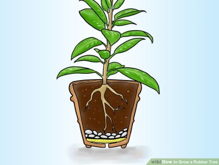 Фикус Плант корни